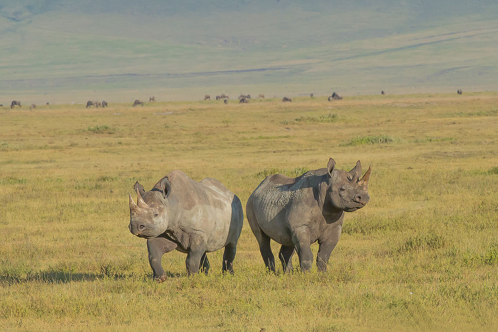 Ngorongoro_Crater