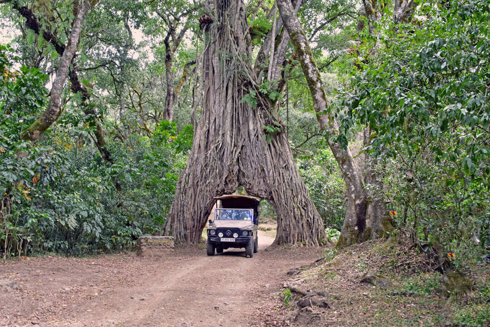 arusha-national-park